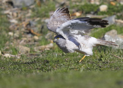 Northern Harrier, adult male