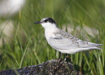 Roseate Tern chick