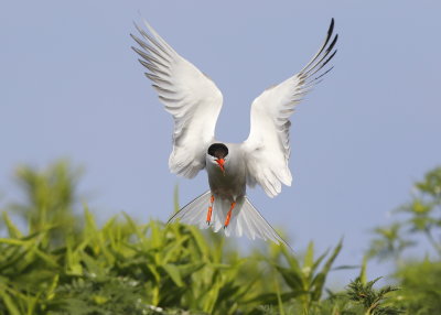 Common Tern landing mode