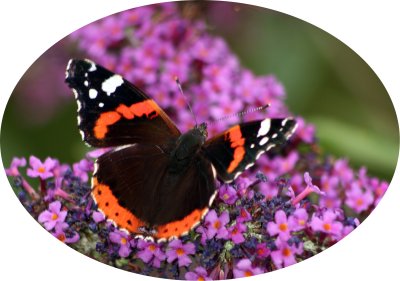 Red_Admiral