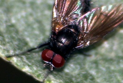 fly_on_leaf