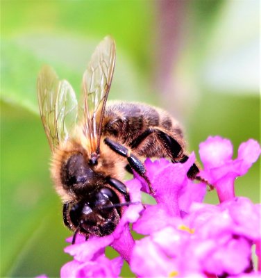 bee_on_budleia