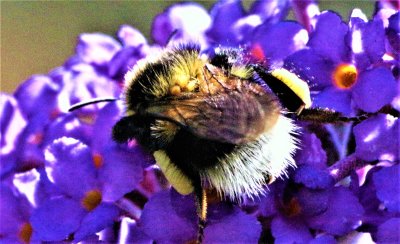 white-tailed_bumble_bee_with_pollen_sac_on_hind_legs
