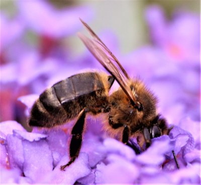 bee_on_budleia