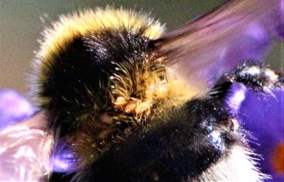 white-tailed_bumble_bee with_mites
