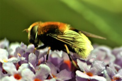 bee_on_budleia