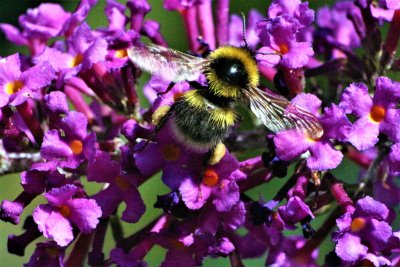 white-tailed_bumble_bee