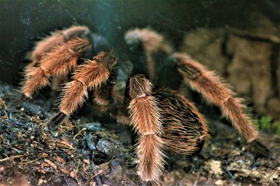 Chilean_Rose_Tarantula.