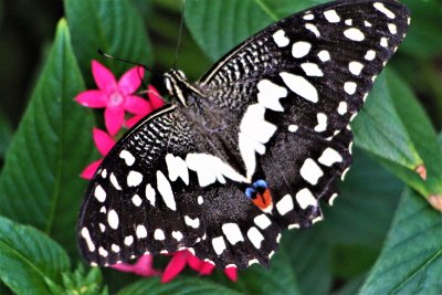 Citrus_swallowtail_SE_Asia