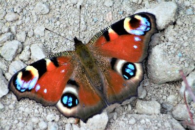 peacock_butterfly.