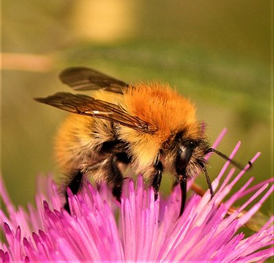 Bee on thistle