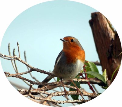 Robin