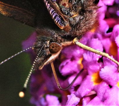 Red_admiral