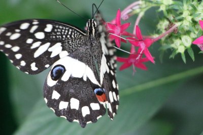 African_swallowtail