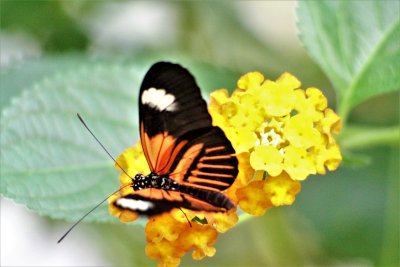 macro