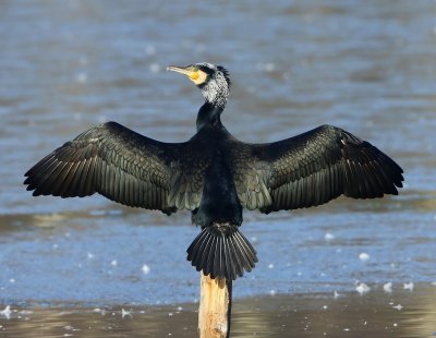 Aalscholver - Great Cormorant