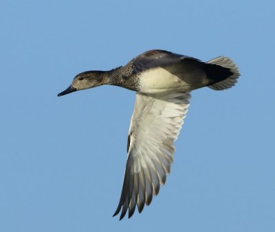 Krakeend - Gadwall