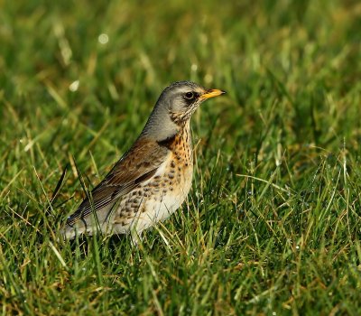 Kramsvogel - Fieldfare