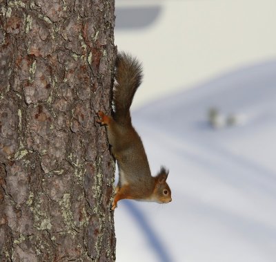 Eekhoorn - Squirrel