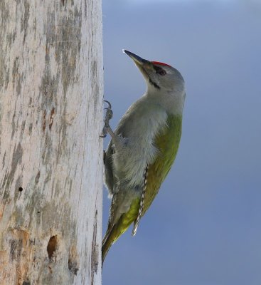 Grijskopspecht - Grey-headed Woodpecker