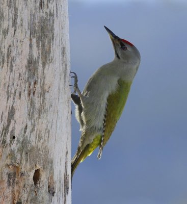 Grijskopspecht - Grey-headed Woodpecker