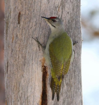 Grijskopspecht - Grey-headed Woodpecker