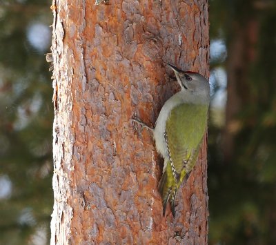 Grijskopspecht - Grey-headed Woodpecker