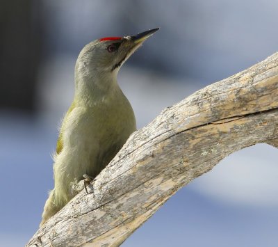 Grijskopspecht - Grey-headed Woodpecker