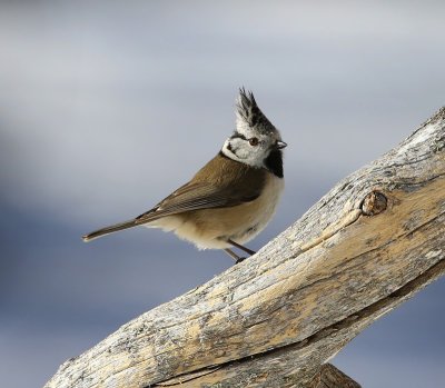 Kuifmees - Crested Tit