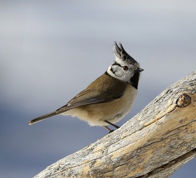 Kuifmees - Crested Tit