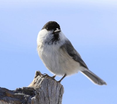 Matkop - Willow Tit