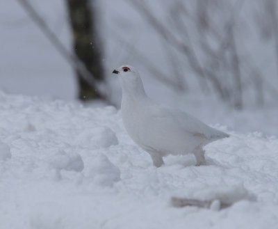 Moerassneeuwhoen - Willow Ptarmigan