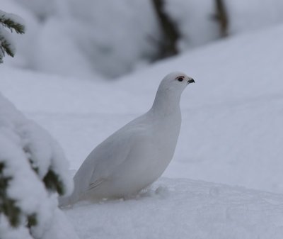 Moerassneeuwhoen - Willow Ptarmigan