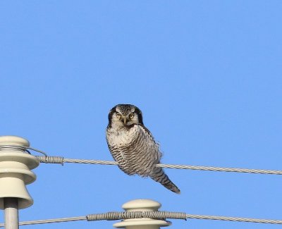 Sperweruil - Northern Hawk Owl