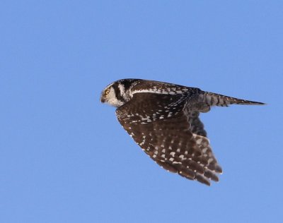 Sperweruil - Northern Hawk Owl