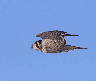 Sperweruil - Northern Hawk Owl