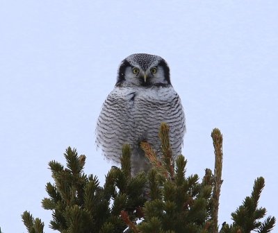 Sperweruil - Northern Hawk Owl