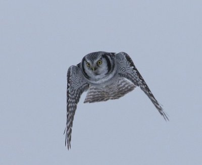 Sperweruil - Northern Hawk Owl