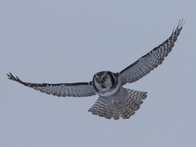 Sperweruil - Northern Hawk Owl