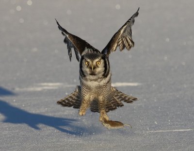 Sperweruil - Northern Hawk Owl