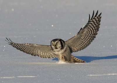 Sperweruil - Northern Hawk Owl