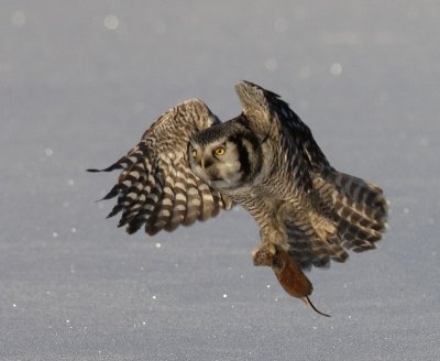 Sperweruil - Northern Hawk Owl