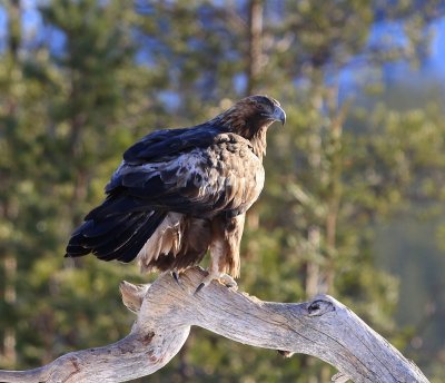 Steenarend - Golden Eagle