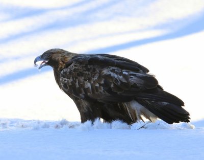 Steenarend - Golden Eagle