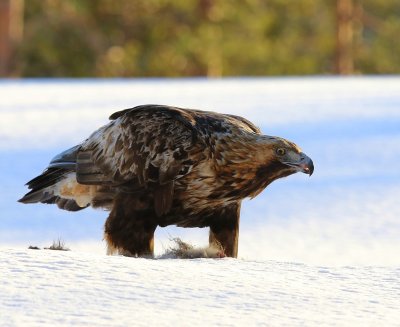 Steenarend - Golden Eagle