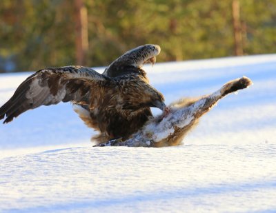 Steenarend - Golden Eagle