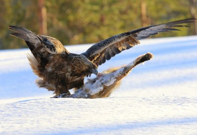 Steenarend - Golden Eagle