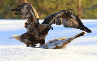 Steenarend - Golden Eagle