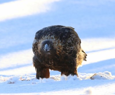 Steenarend - Golden Eagle