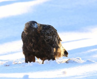 Steenarend - Golden Eagle